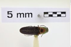Foto (Dorsalansicht) von Limonius aurifer (NHMW-ZOO-COL-0008603)